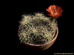 Echinocereus triglochidiatus ssp. mojavensis 1563